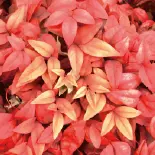 オタフクナンテン