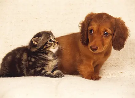 ペットと暮らせるマンション